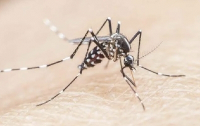 Awas, Cuaca Panas jadi Favorit Nyamuk Malaria Berkembang Biak