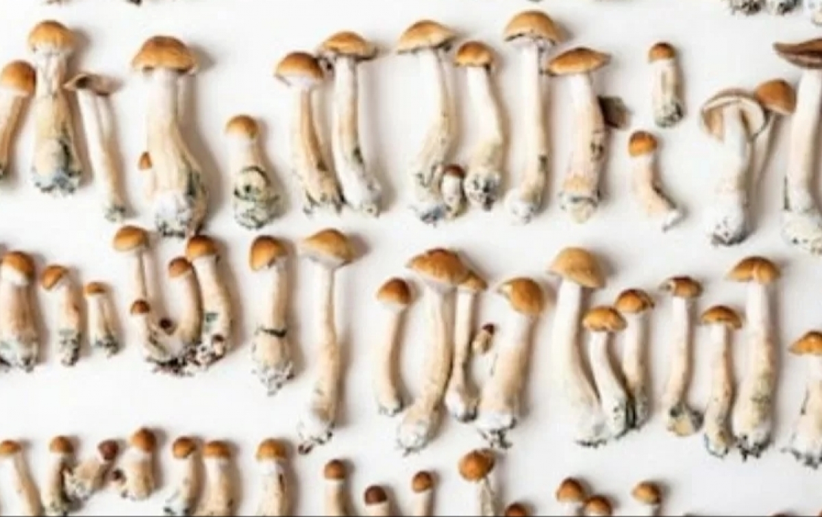 'Magic Mushroom' Diteliti untuk Obati Depresi