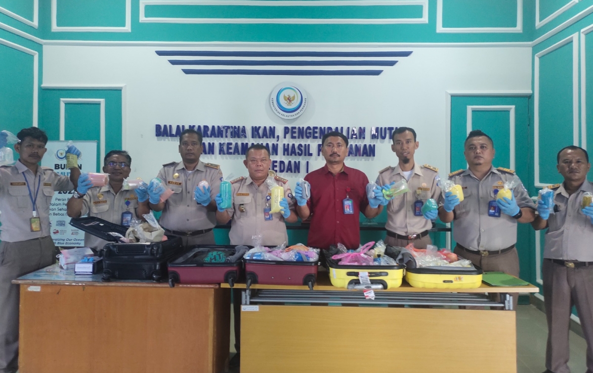 BKIPM Medan I Gagalkan Penyelundupan Ratusan Ikan Cupang Asal Malaysia