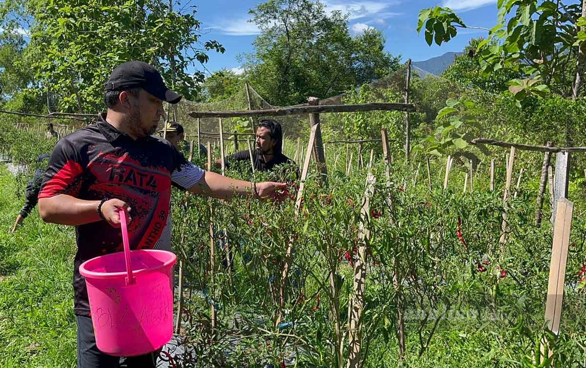 Pekarangan Kantor Pemerintah di Aceh Besar Dijadikan Lahan Pertanian