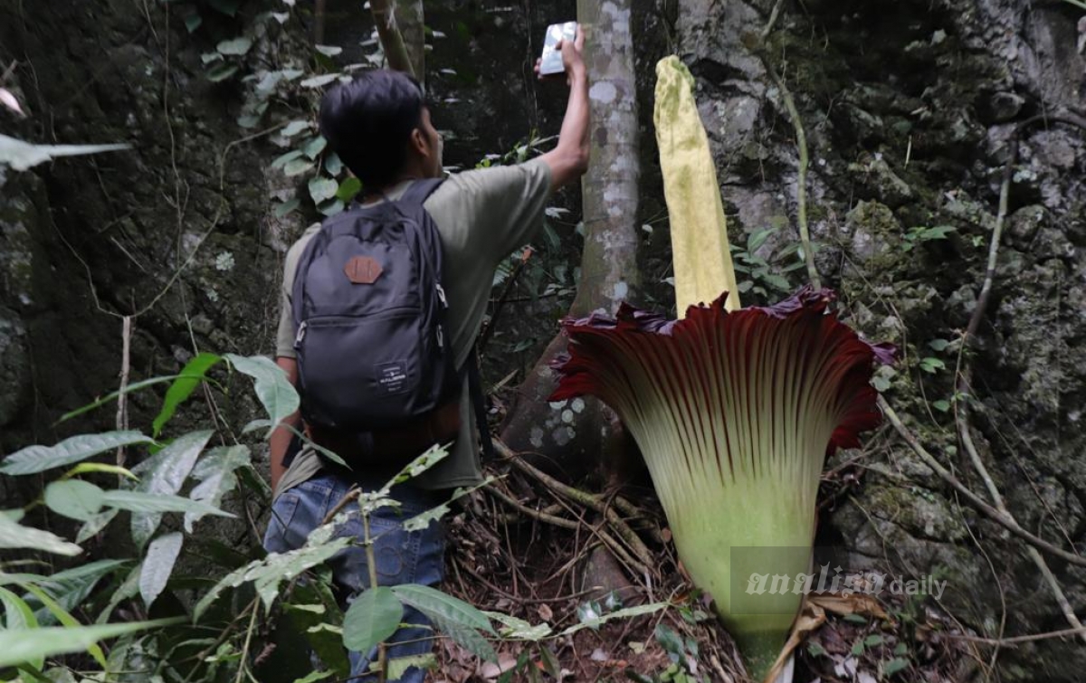 Bunga Langka Amorphophallus dan Raflesia, Primadona Wisman di Ekowisata Batu Katak