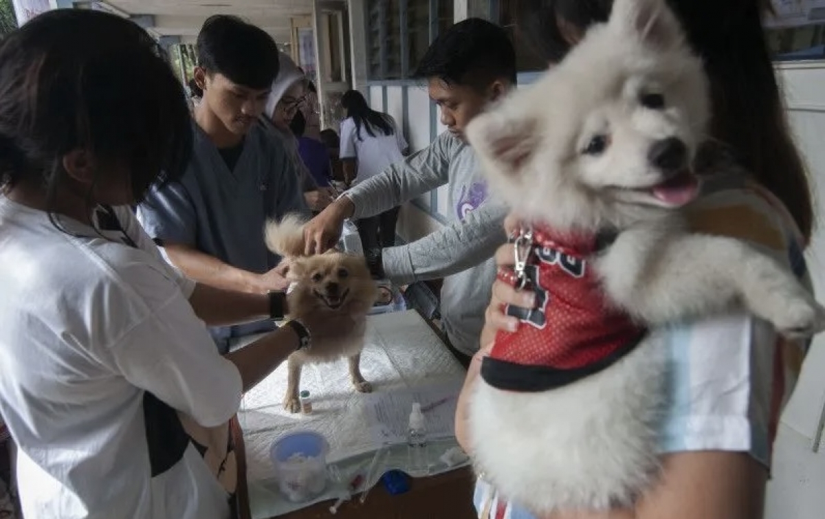 Waspadai Penularan Rabies Lewat Luka Terbuka pada Tubuh