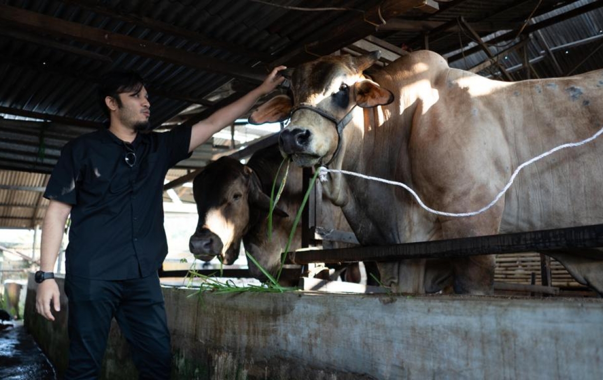 Sapi Berbobot 1,3 Ton Disembelih pada Momen Idul Adha, Dibagikan kepada 700 KK