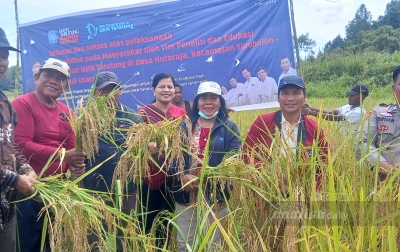 Rektor IAKN Tarutung Panen Perdana Padi Percontohan, Pakai Pupuk Cair Organik