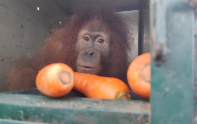4 Orangutan Sumatera Dipindahkan dari Sibolangit ke Jantho