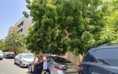 Pohon Mimba Soekarno Hiasi Jalan Protokol Kota Jeddah, Peneduh Cuaca Panas