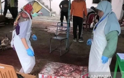 Pengawas Pemotongan Hewan Kurban Temukan Sapi Terinfeksi Cacing Hati