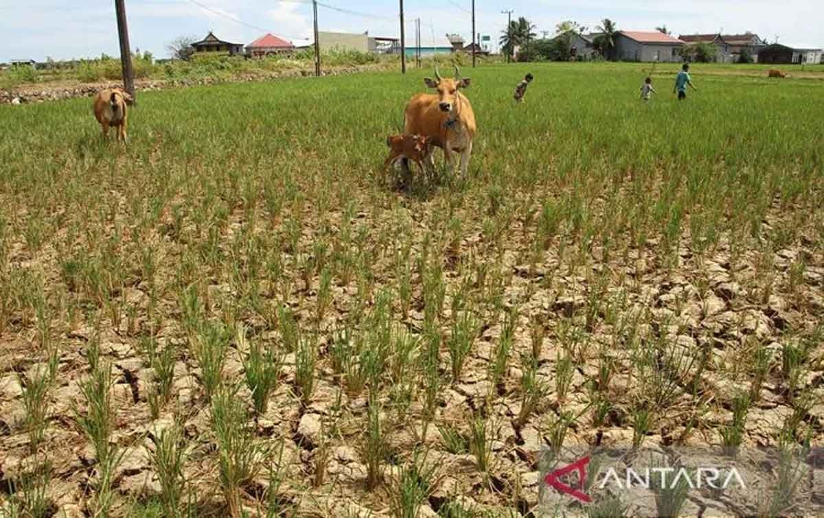 Joko Widodo Minta Kementerian Antisipasi Dampak El Nino