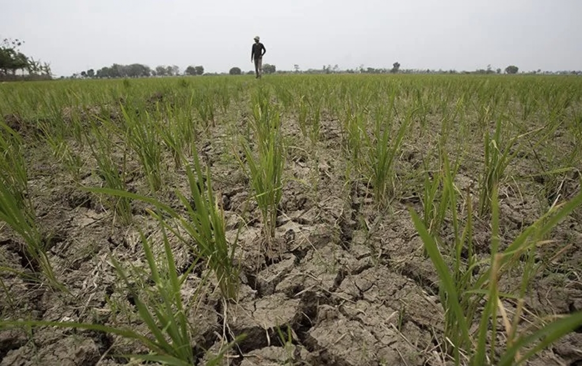 Imbas El Nino, BMKG Ingatkan Ancaman Gagal Panen dan Karhutla