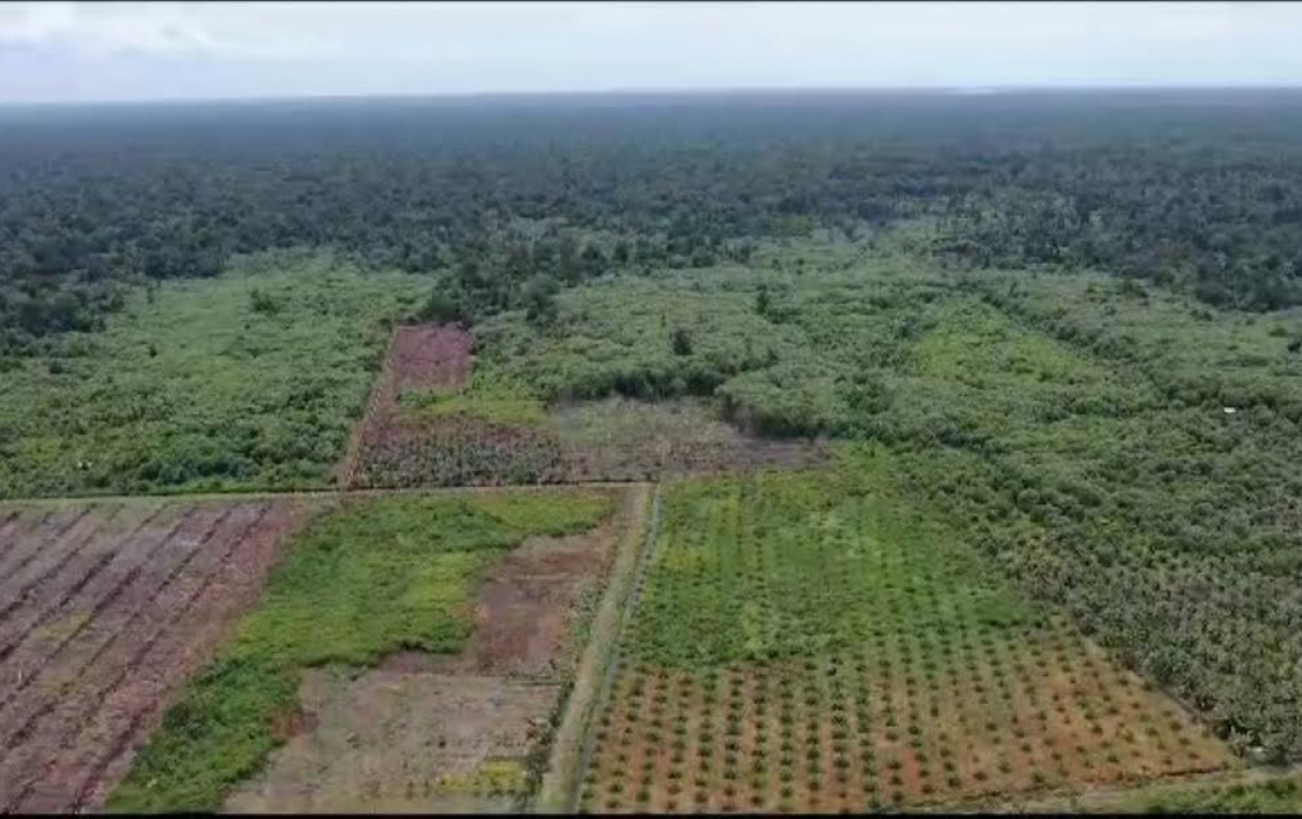 Rawa Singkil Kehilangan 1.324 Hektare Tutupan Hutan, Habitat Satwa Terancam