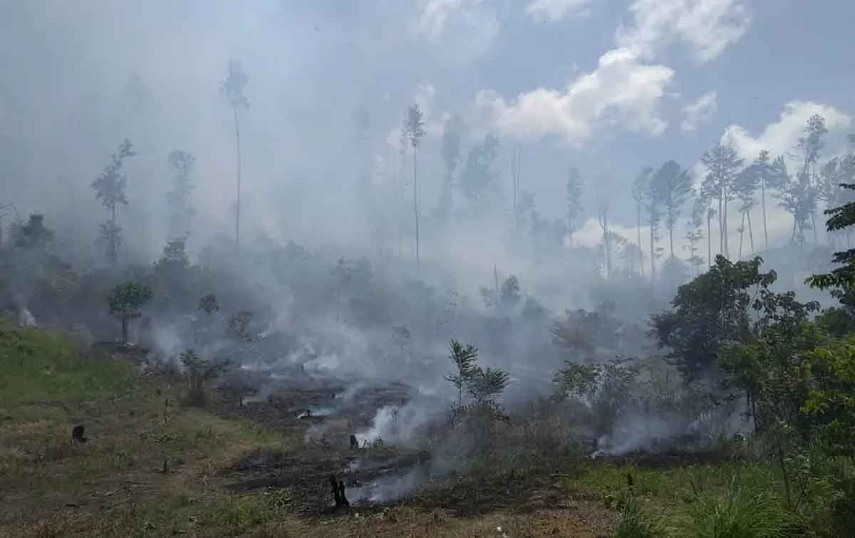 Aceh Alami Karhutla Tertinggi di Indonesia, Dampak dari El Nino 