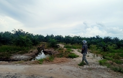 Ada Tanaman Sawit di Areal Mangrove, Kades: Itu di Luar Kawasan Hutan