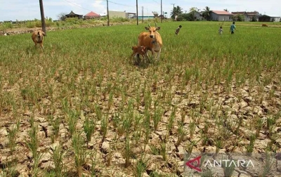 Joko Widodo Minta Kementerian Antisipasi Dampak El Nino