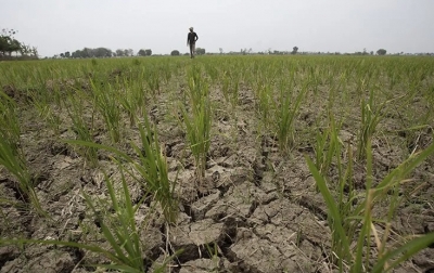 Imbas El Nino, BMKG Ingatkan Ancaman Gagal Panen dan Karhutla