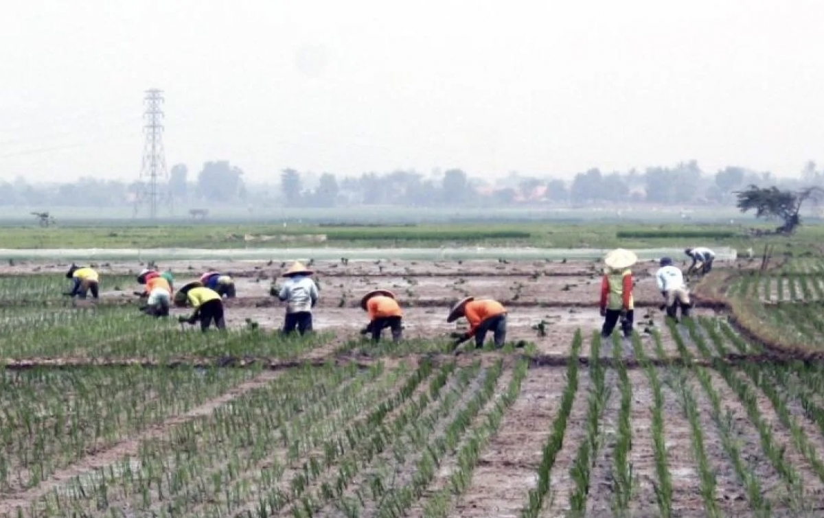 6 Provinsi Ditetapkan Pemasok Beras Antisipasi El Nino, Termasuk Sumut