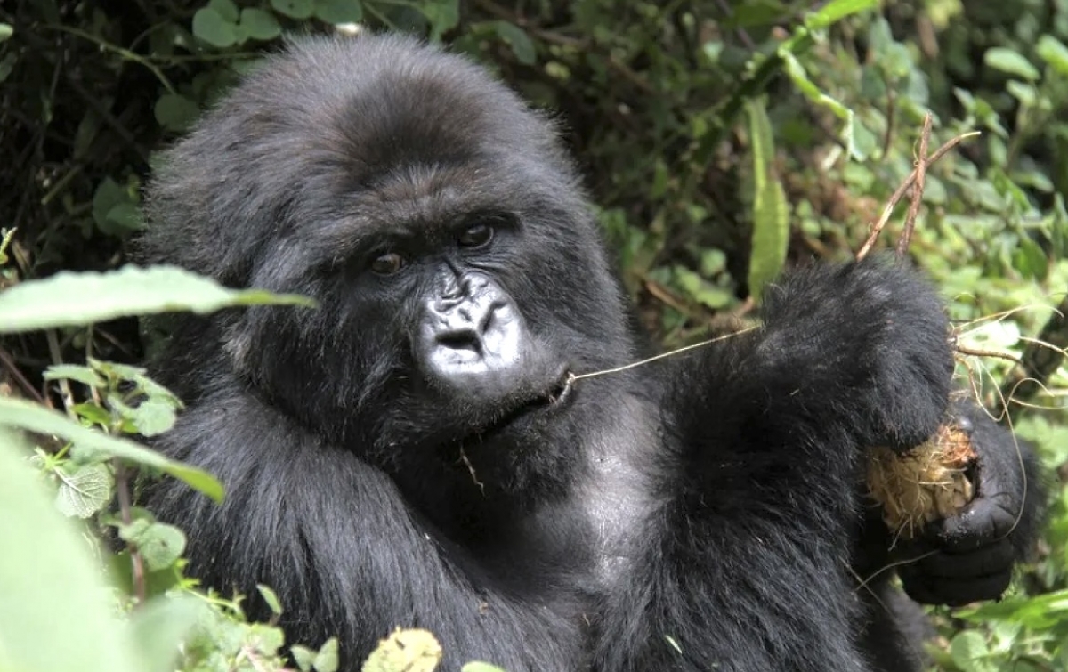 23 Bayi Gorila Gunung di Rwanda Akan Diberi Nama pada September 2023