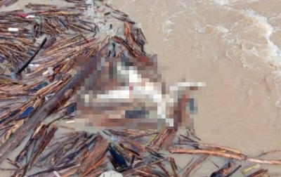 Penemuan Mayat di Sungai Batang Toru Bikin Geger