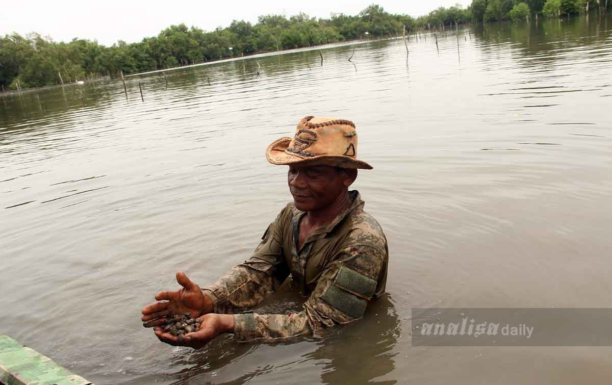 Keberadaan Hutan Mangrove Pastikan Keberlanjutan Budidaya Kerang Dara