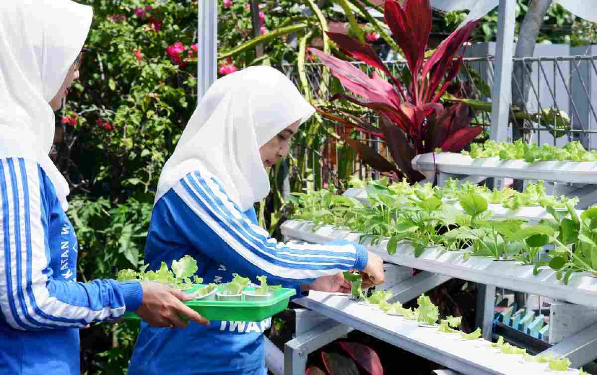 BRI Peduli Bertani di Kota (BRInita) di Banjarmasin, Pemberdayaan Positif dan Menghasilkan dari Menanam di Lahan Sempit