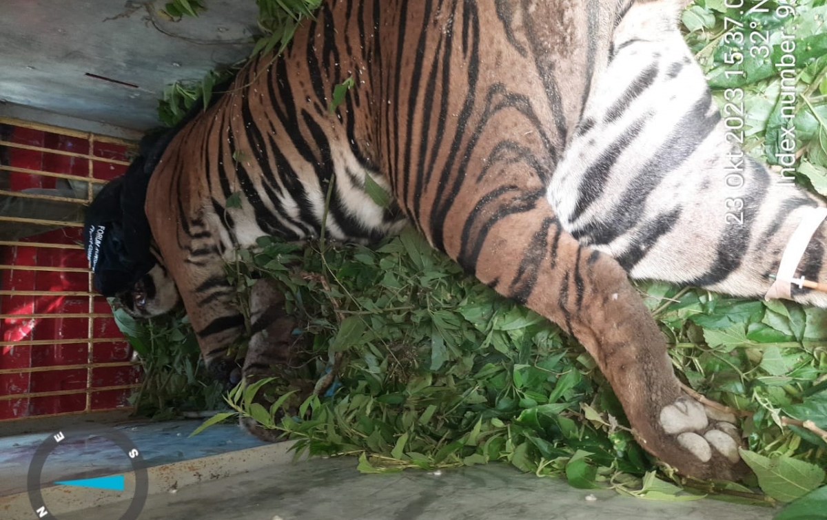 Harimau Terperangkap Jerat Babi Milik Warga Simalungun