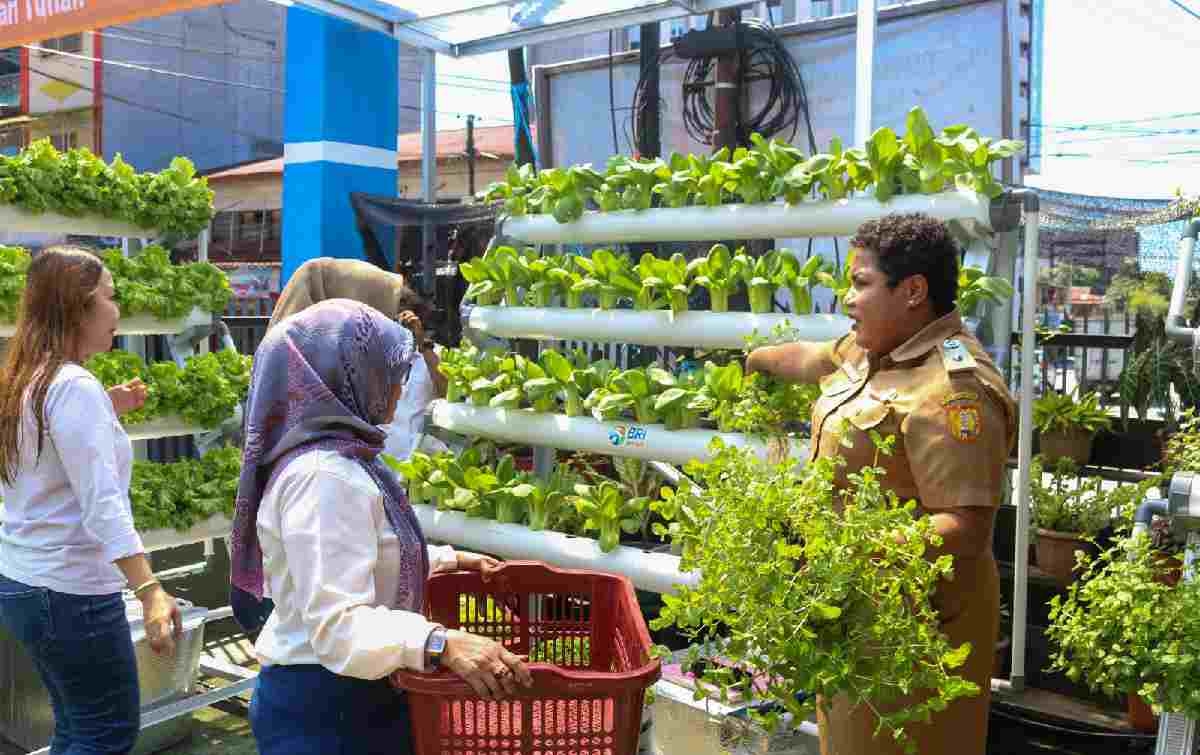 Intip Kisah BRInita di Jayapura, Urban Farming Jadi Gaya Baru Bertani di Lahan Sempit