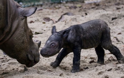Badak Sumatera yang Terancam Punah Lahir di Indonesia