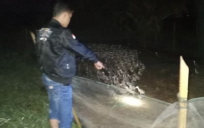 Polsek Pangkalanbrandan Ringkus Pencuri Ratusan Bebek