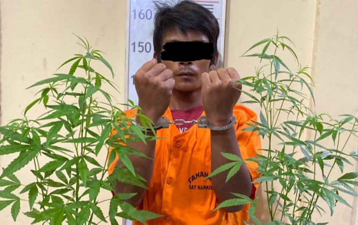 Tanam Pohon Ganja di Belakang Rumah, Pria Langkat Ditangkap Polisi