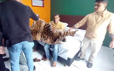 Dua Pelaku Penjual Kulit Harimau dan Sisik Trenggiling Ditangkap