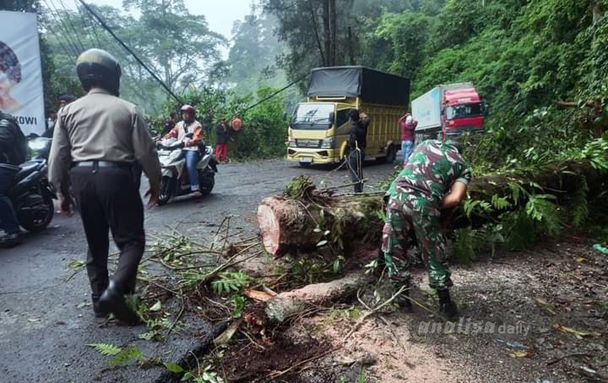 Pohon Tumbang Menutup Akses Jalan Medan-Berastagi