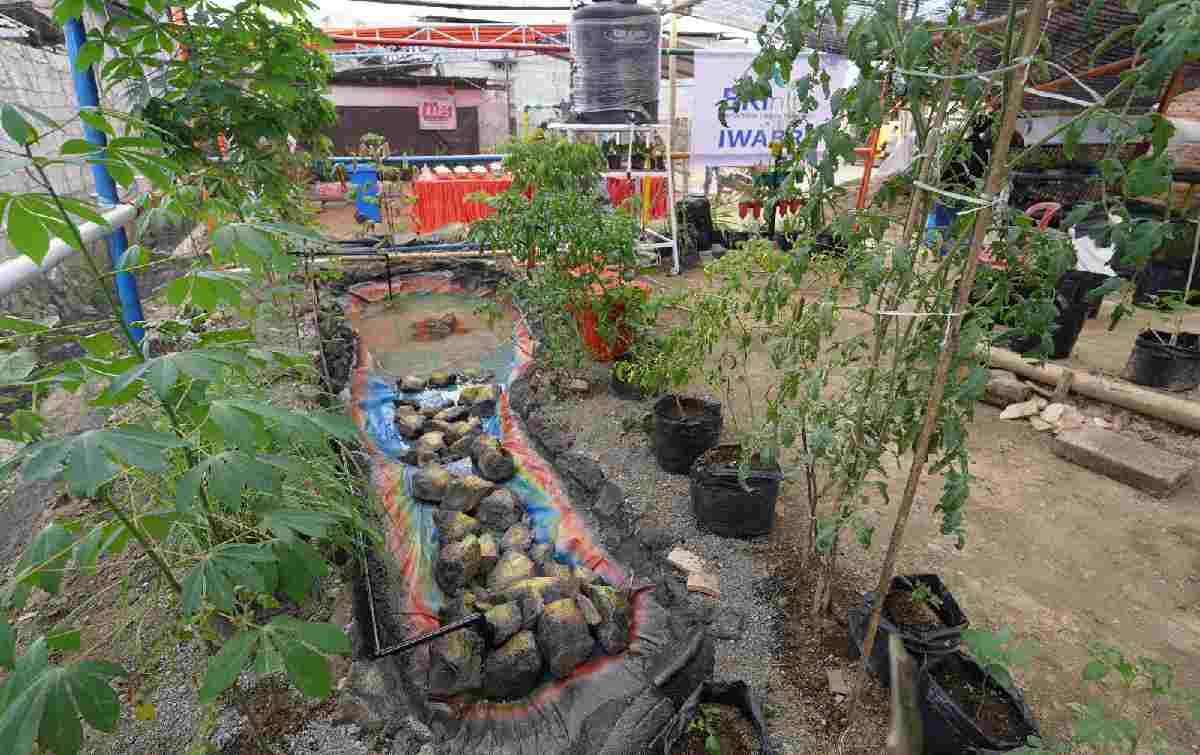 Warga Tuminting dan BRI Ubah Lahan Timbunan Sampah Jadi Lahan Urban Farming 'BRInita'