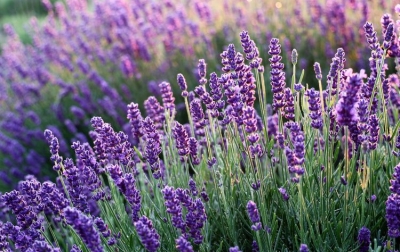 Aromaterapi Lavender: Solusi Alami untuk Atasi Insomnia