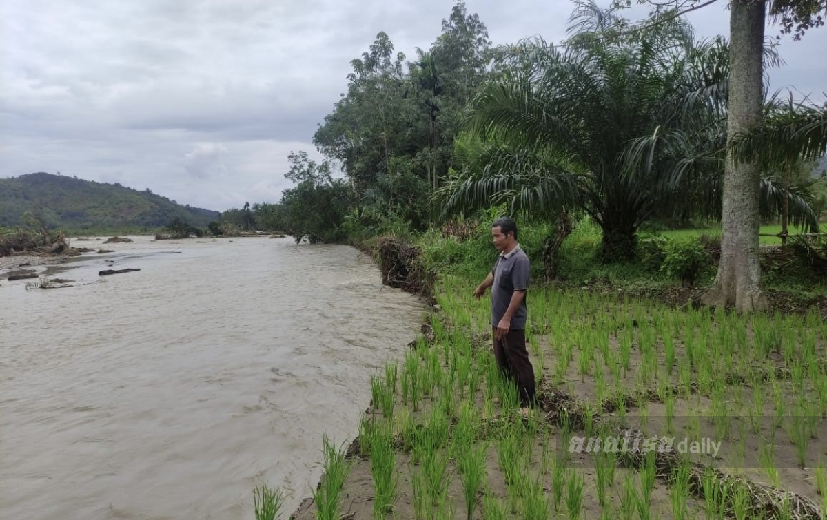 Ratusan Hektare Sawah di Ulu Barumun Rusak Diterjang Banjir