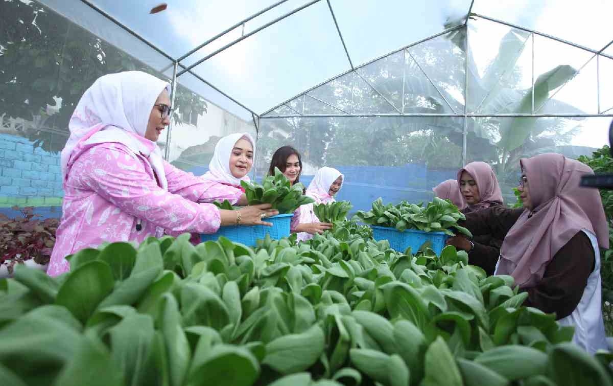 Didukung oleh BRI Peduli, Intip Kegiatan Bertani di Tengah Kota Medan