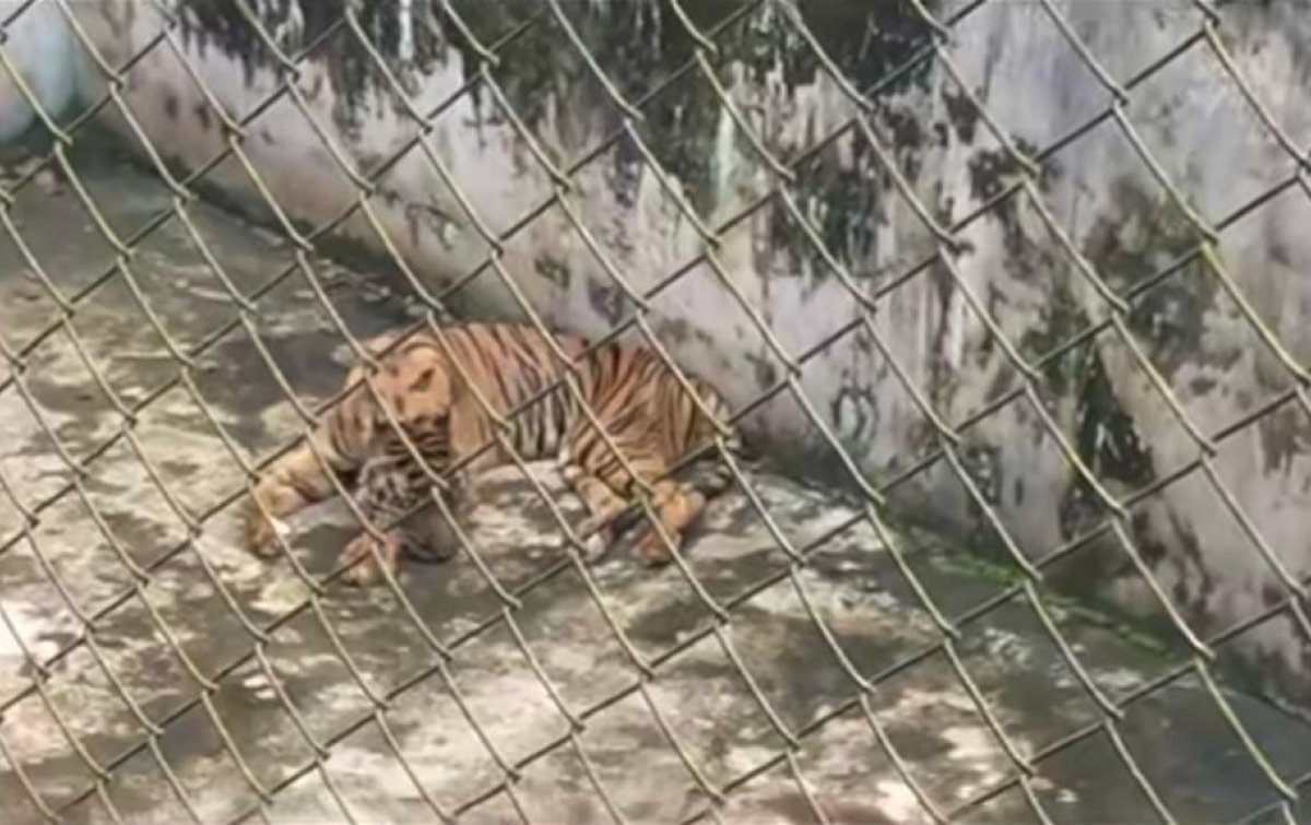 Kondisi Harimau Sumatera di Medan Zoo Memprihatinkan