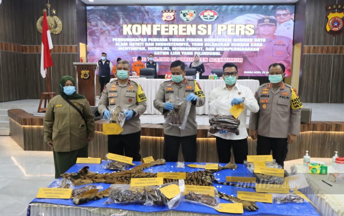 Polda Aceh Ungkap Perdagangan Kulit Harimau, Oknum PNS dan Anaknya Ditangkap