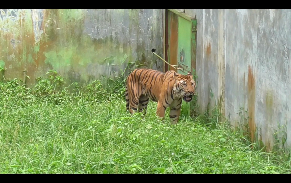 Harimau Banyak yang Sekarat, Medan Zoo Minta Penanganan dengan BKSDA