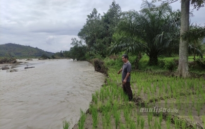 Ratusan Hektare Sawah di Ulu Barumun Rusak Diterjang Banjir