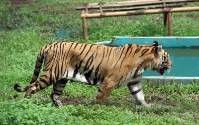 Pemerintah Diminta Urus Medan Zoo, Kondisinya Memprihatinkan
