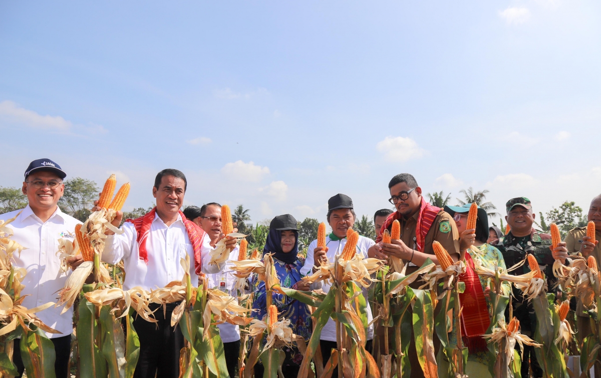 Mentan Amran Panen dan Tanam Jagung di Medan, Optimis Hentikan Impor