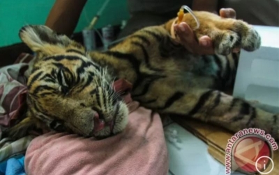 Harimau Sumatra Kembali Mati di Medan Zoo
