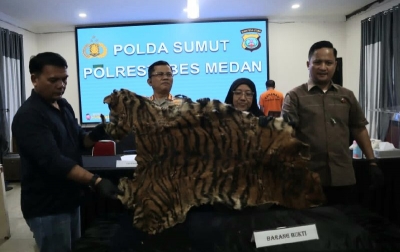 Dua Terduga Penjual Kulit Harimau Sumatera Ditangkap