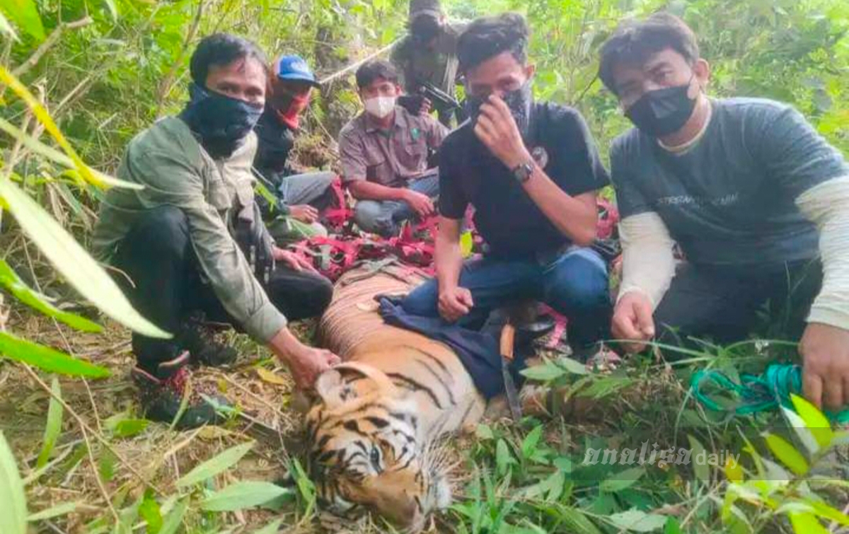 Harimau Sumatera Dibawa ke Karantina, Warga Diminta Tetap Waspada