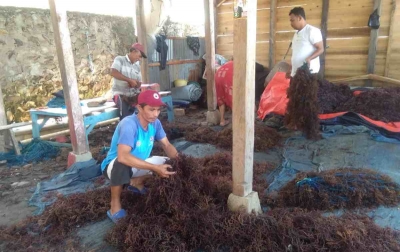 Klaster Usaha Rumput Laut Kampung Pogo, UMKM Binaan BRI yang Dorong Perekonomian Nelayan Pesisir Sulawesi Selatan