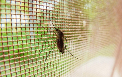 10 Tips Jitu Mencegah Nyamuk Berkembang Biak di Musim Hujan