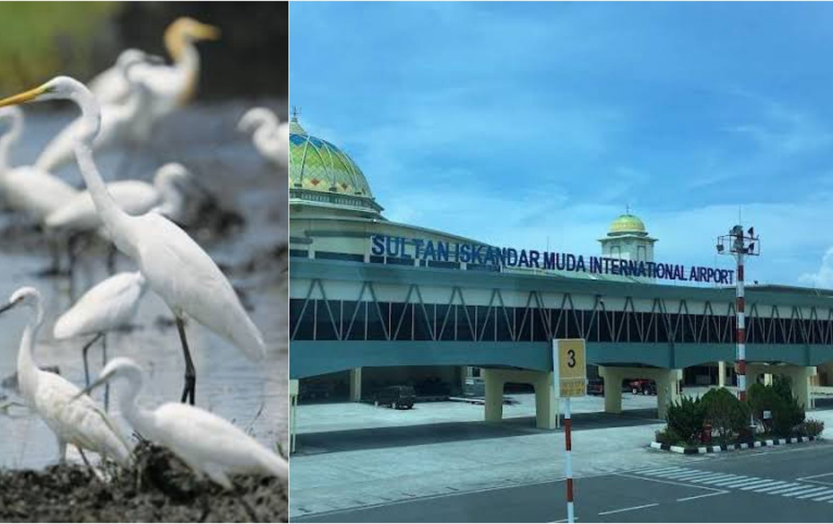 Burung 'Kuntul' Ancam Keselamatan Penerbangan, Bustami Hamzah Diminta Bertindak