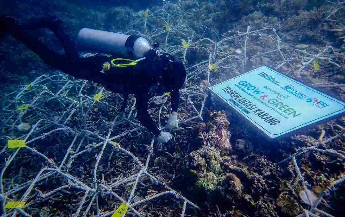 BRI Menanam Grow & Green Bantu Jaga Ekosistem Laut dan Kembangkan Potensi Wisata Daerah