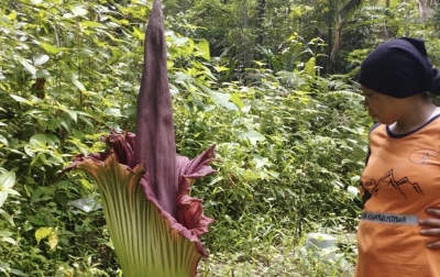 Bunga Bangkai Tumbuh di Kampung Pendidikan Karakter Sangkala, Tinggi 1,3 Meter