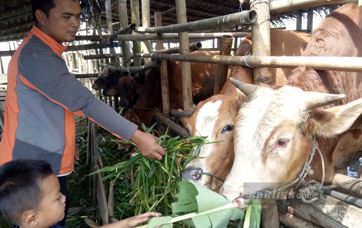 Harga Daging Sapi di Karo Mencapai Rp 120 Ribu Perkilogram