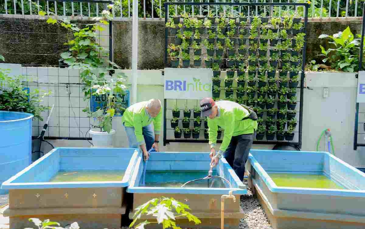 Didukung BRINita, Kelompok Tani Ini Sulap Lahan Terbengkalai Jadi Produktif